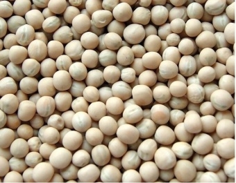 Groch na poplon 5kg 