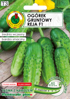 OGÓREK GRUNTOWY REJA F1 TAŚMA