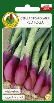 Cebula Siedmiolatka RED TOGA