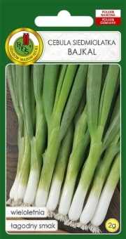 Cebula Siedmiolatka BAJKAL