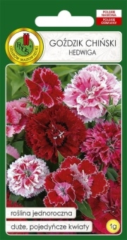 Goździk Chiński HEDWIGA 1g