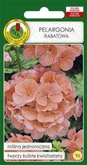 PELARGONIA Rabatowa 10z