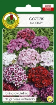 GOŹDZIK Brodaty 2g