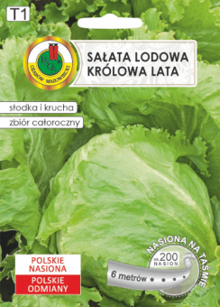 Sałata głowiasta krucha KRÓLOWA LATA 6m TAŚMA
