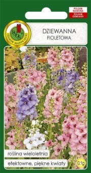 DZIEWANNA Fioletowa