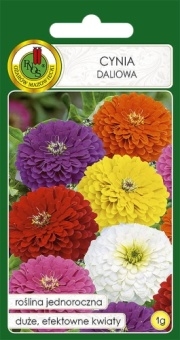 Cynia DALIOWA mieszana 1g