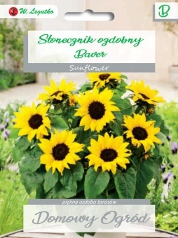 Słonecznik Ozdobny Baver