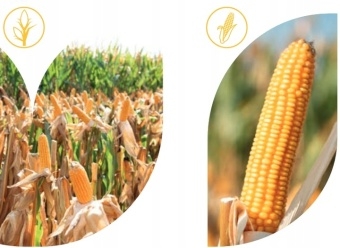 KUKURYDZA TALISMAN C1 50tys. C1 ziarno