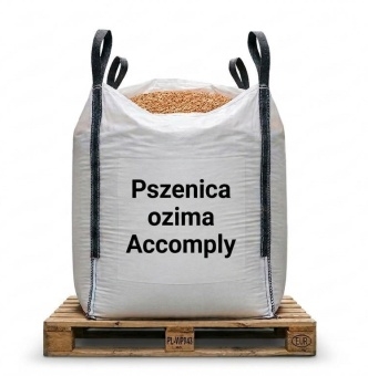Pszenica ozima ACCOMPLY – Materiał siewny 2x500kg